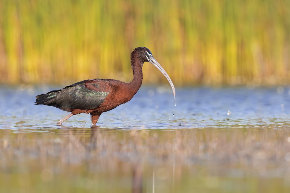 Glossy Ibis - ML646698998