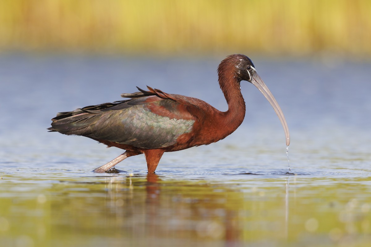 Glossy Ibis - ML646698999