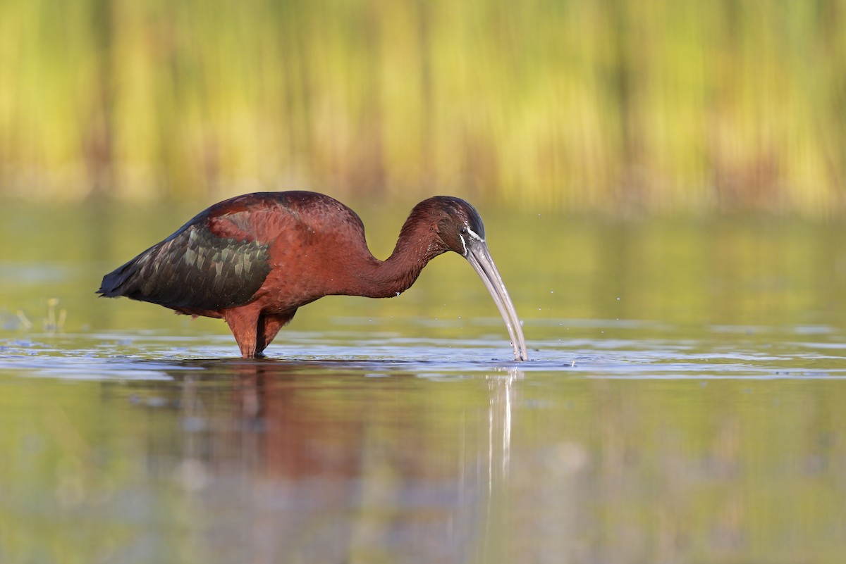 Glossy Ibis - ML646699000