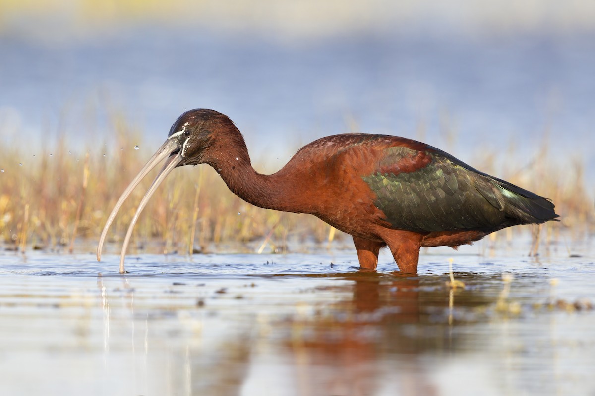 Glossy Ibis - ML646699001
