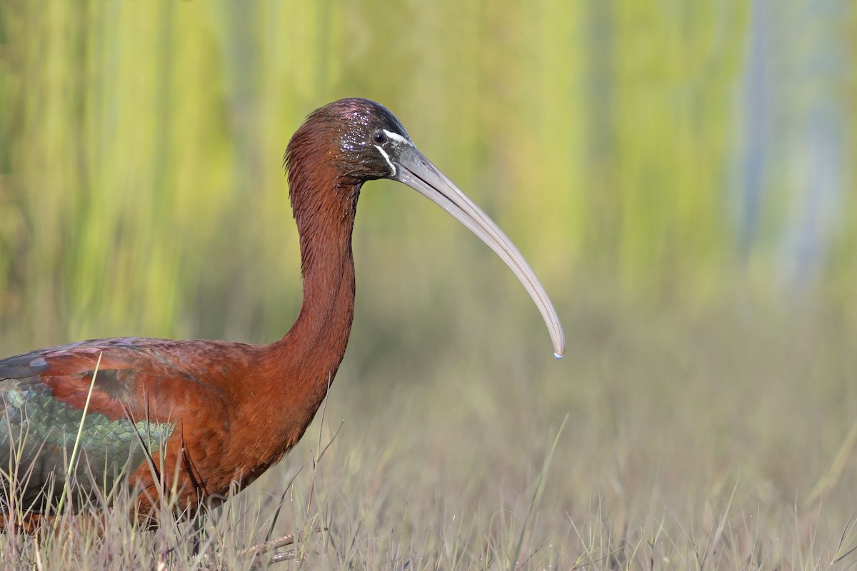 Glossy Ibis - ML646699002