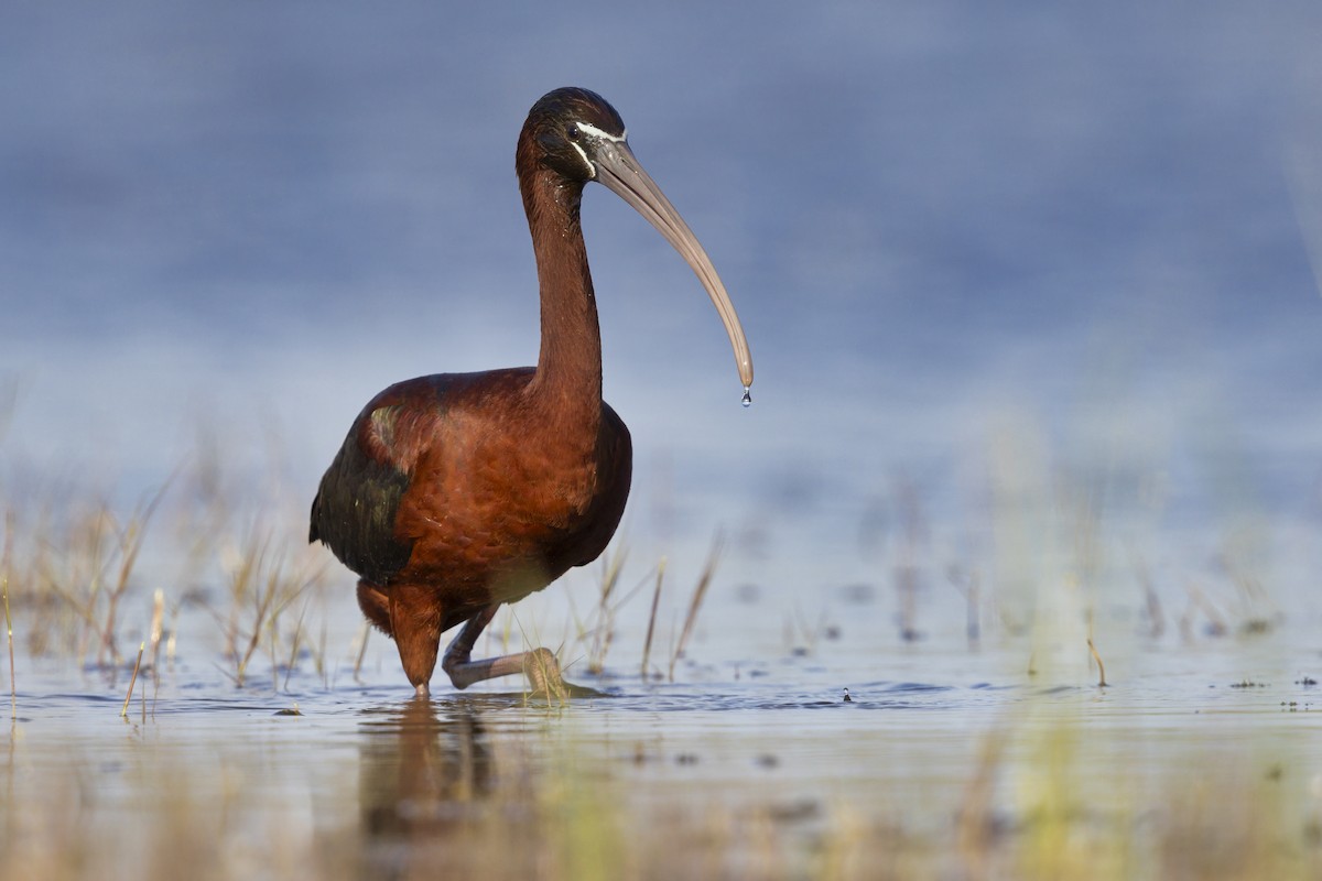 Glossy Ibis - ML646699003