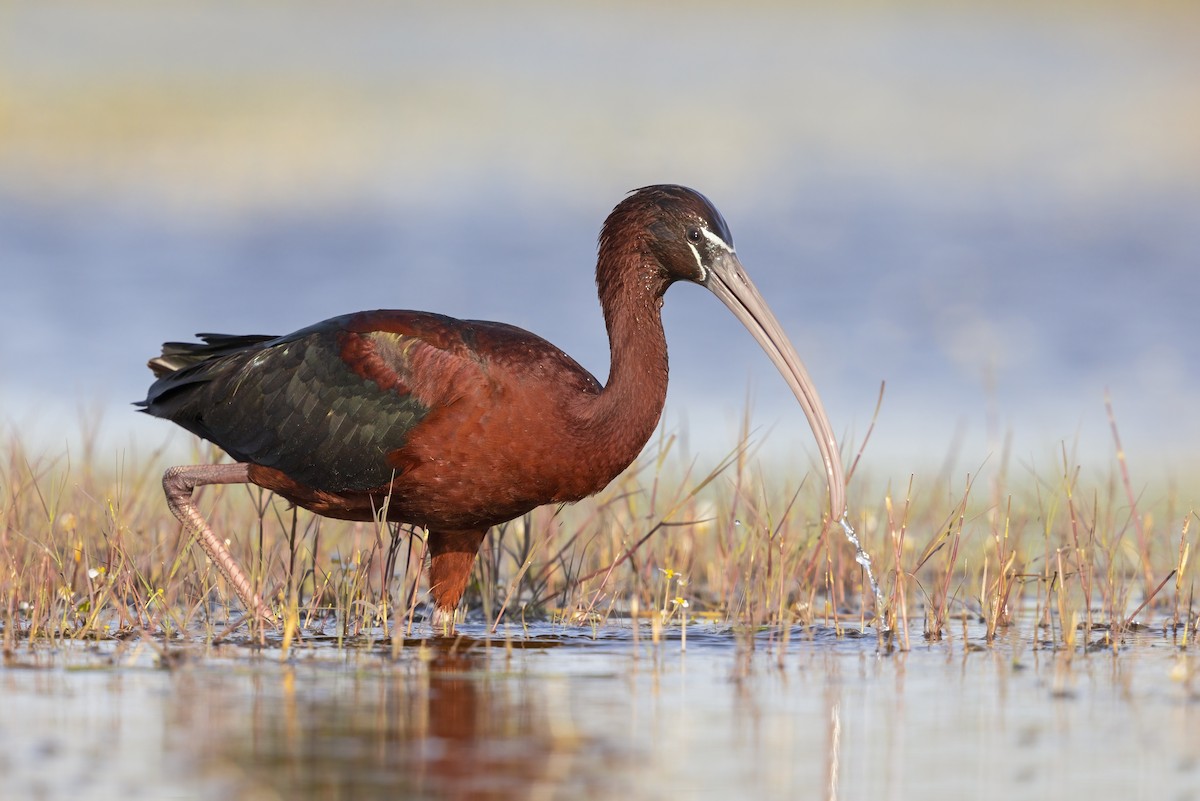 Glossy Ibis - ML646699004