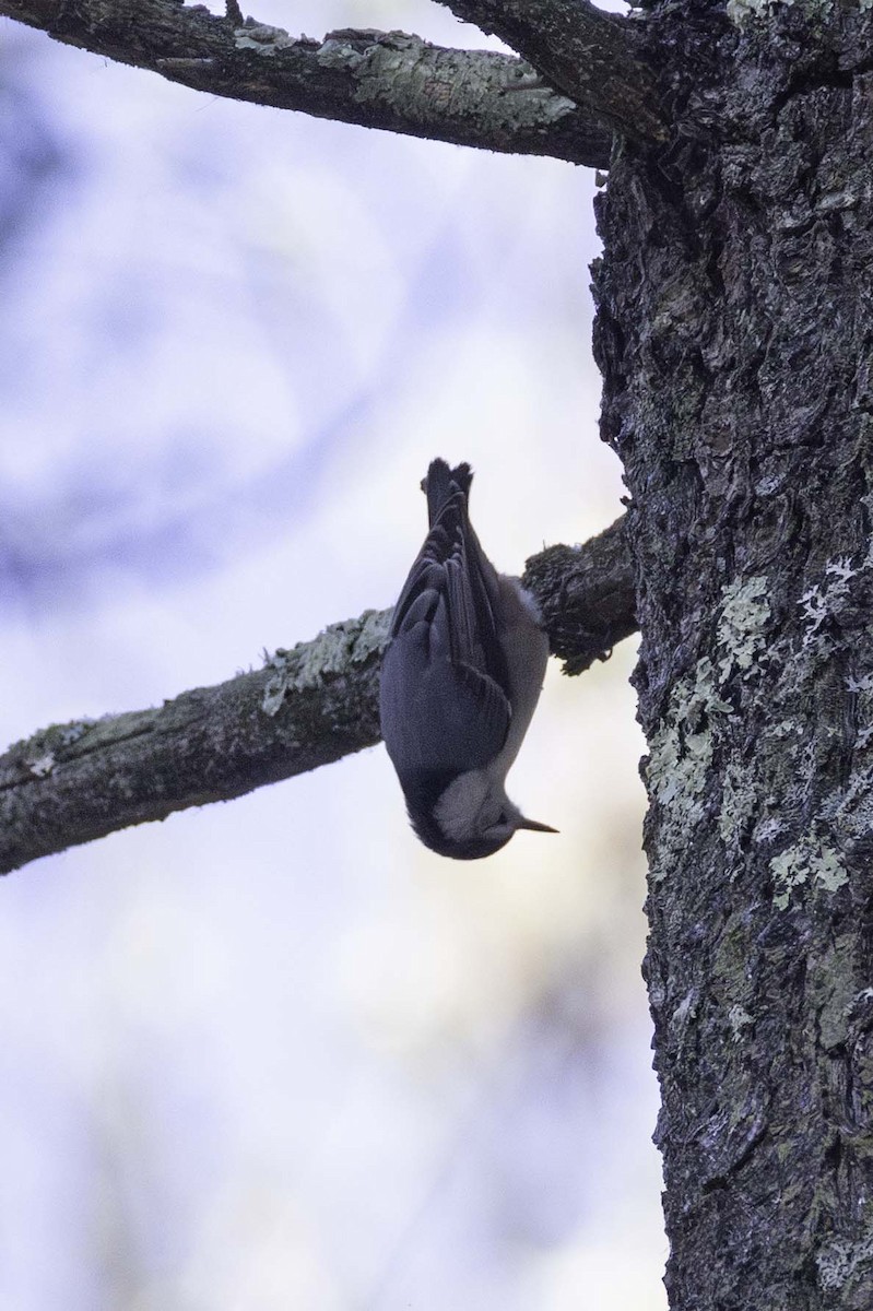 White-breasted Nuthatch - ML646699005