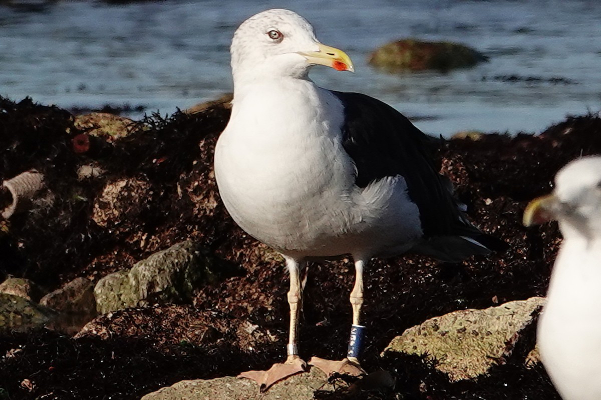 ニシセグロカモメ - ML646699006