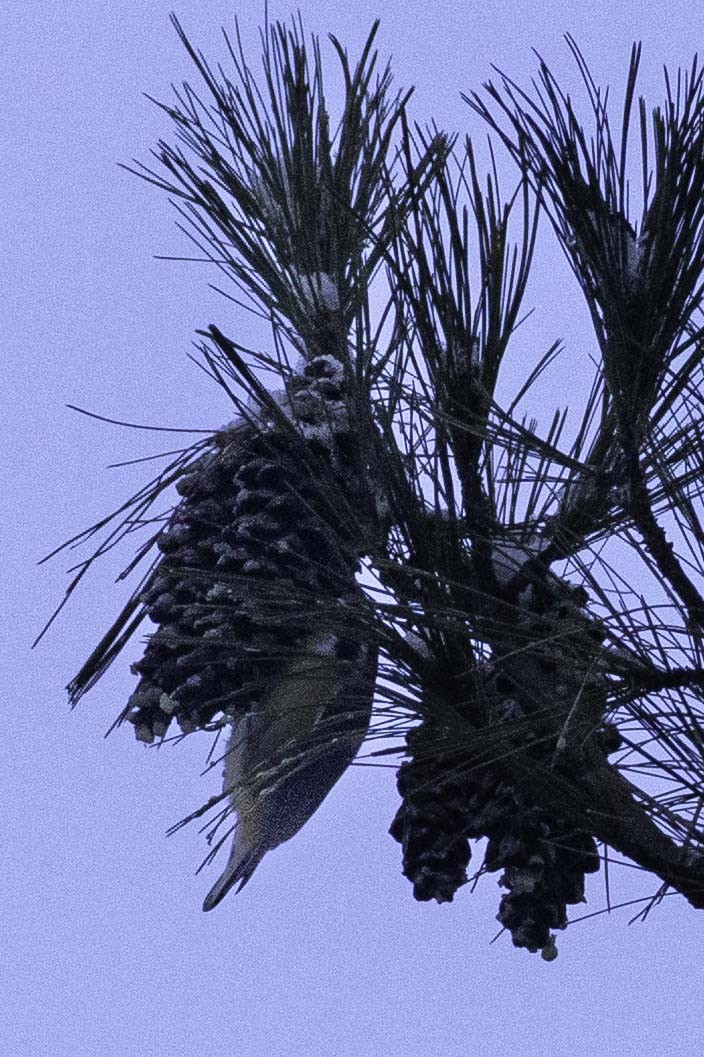 Red-breasted Nuthatch - ML646699007