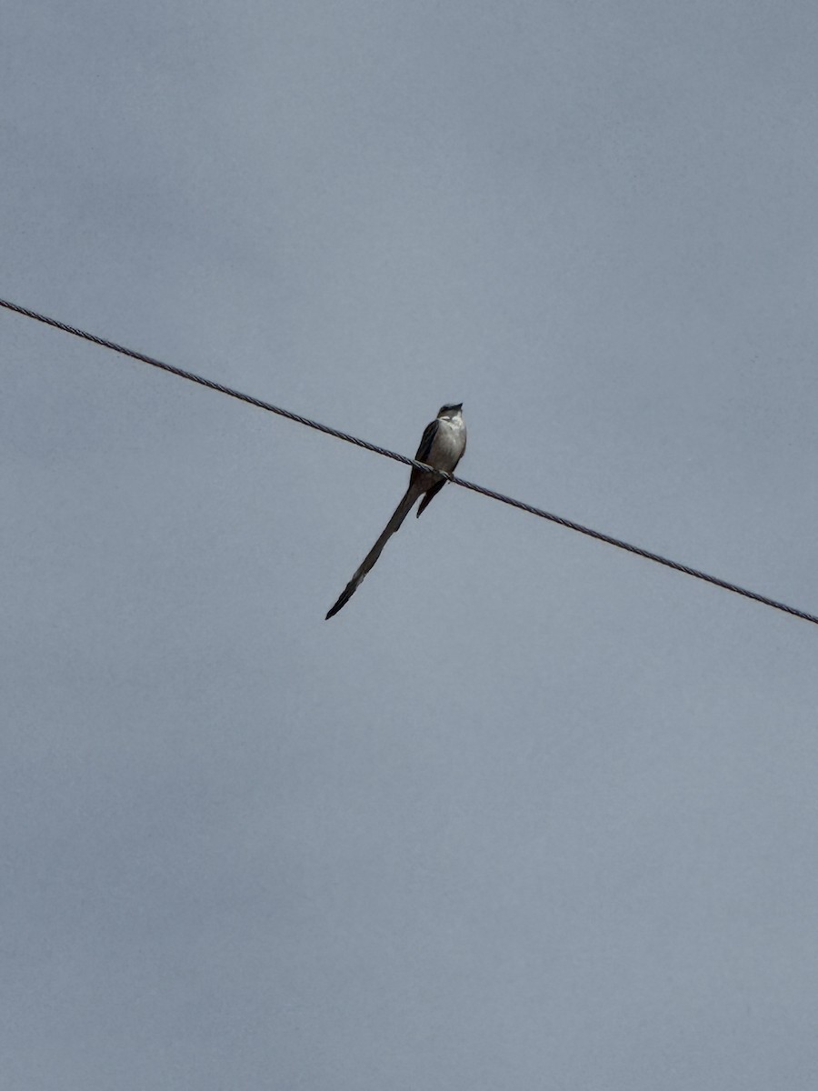 Scissor-tailed Flycatcher - ML646699008