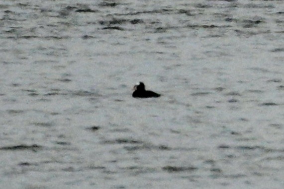 Surf Scoter - ML646699009