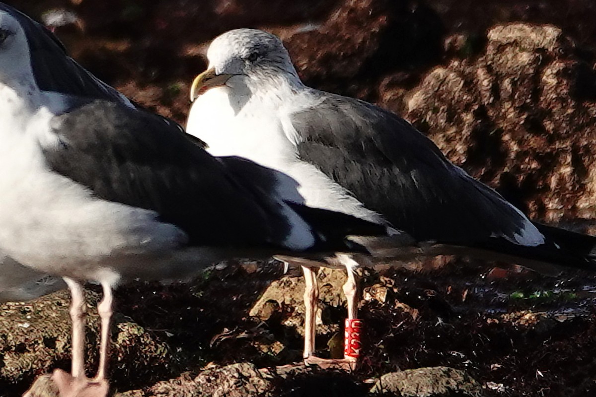 ニシセグロカモメ - ML646699010