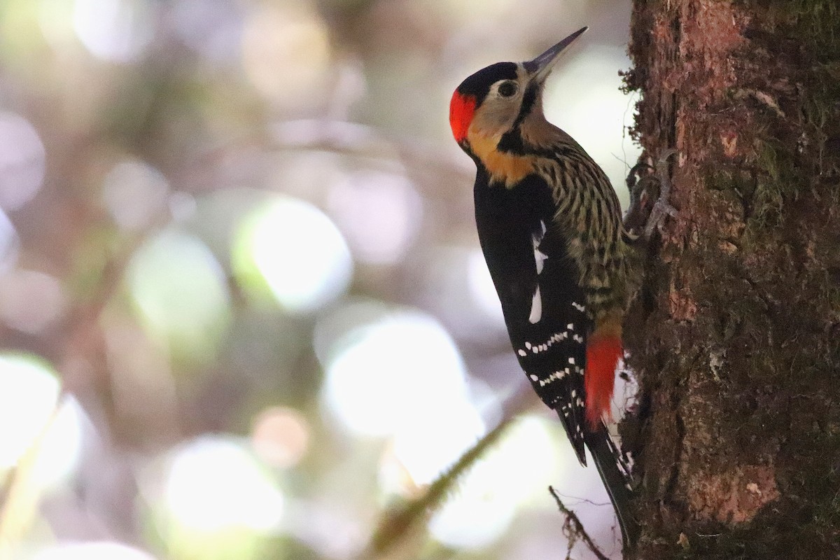 Darceling Ağaçkakanı - ML646699011