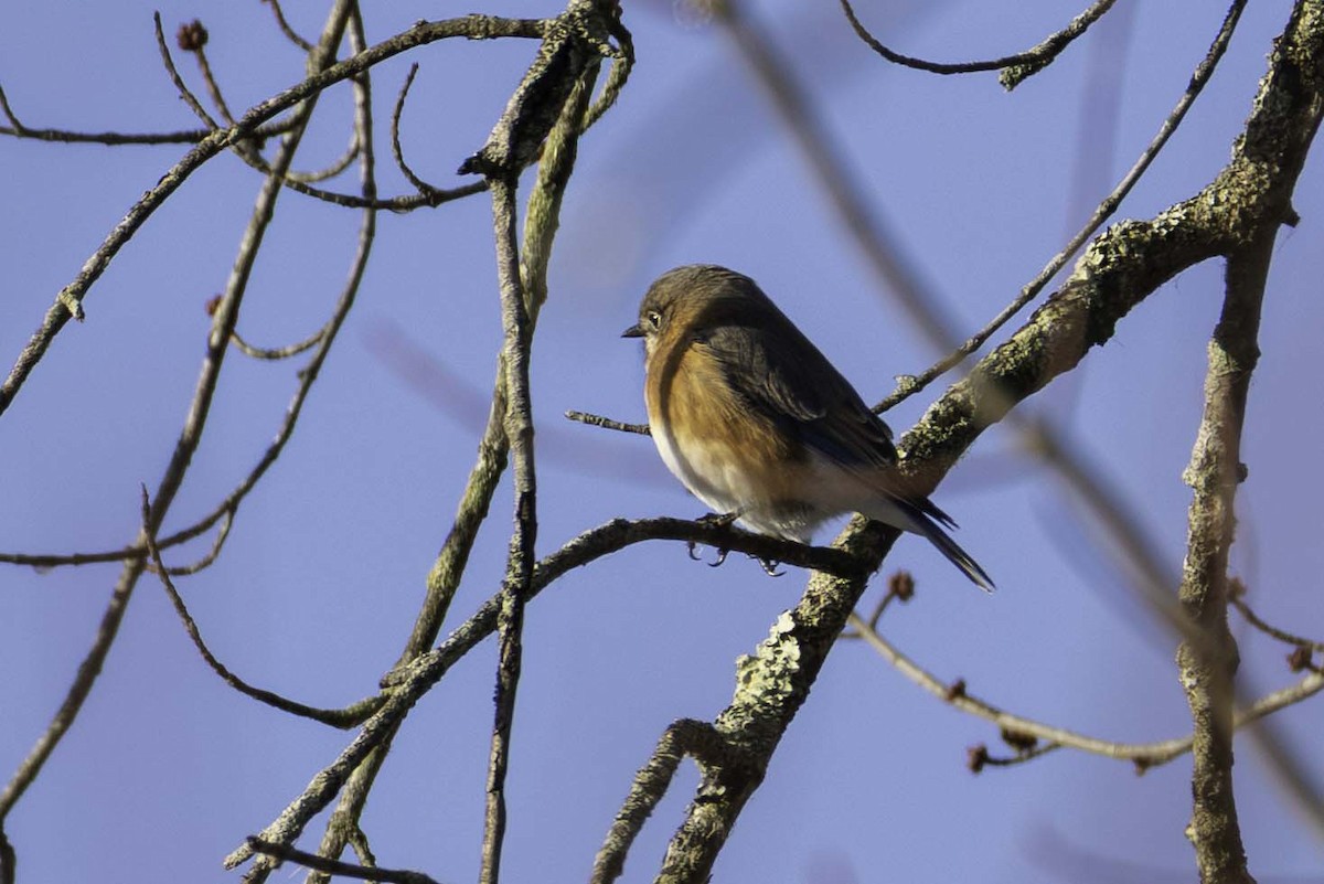 Eastern Bluebird - ML646699012