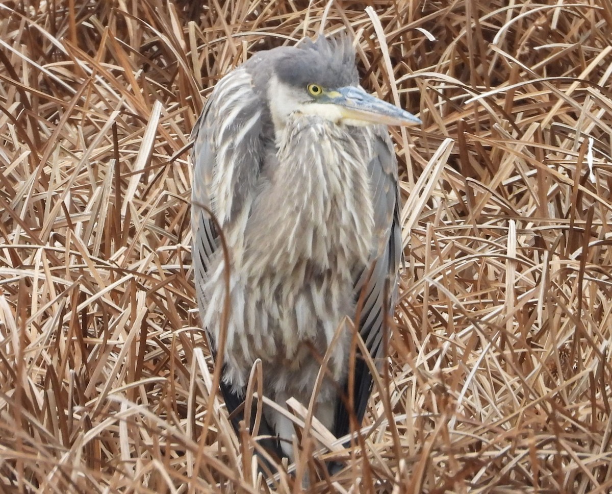 Great Blue Heron - ML646699015