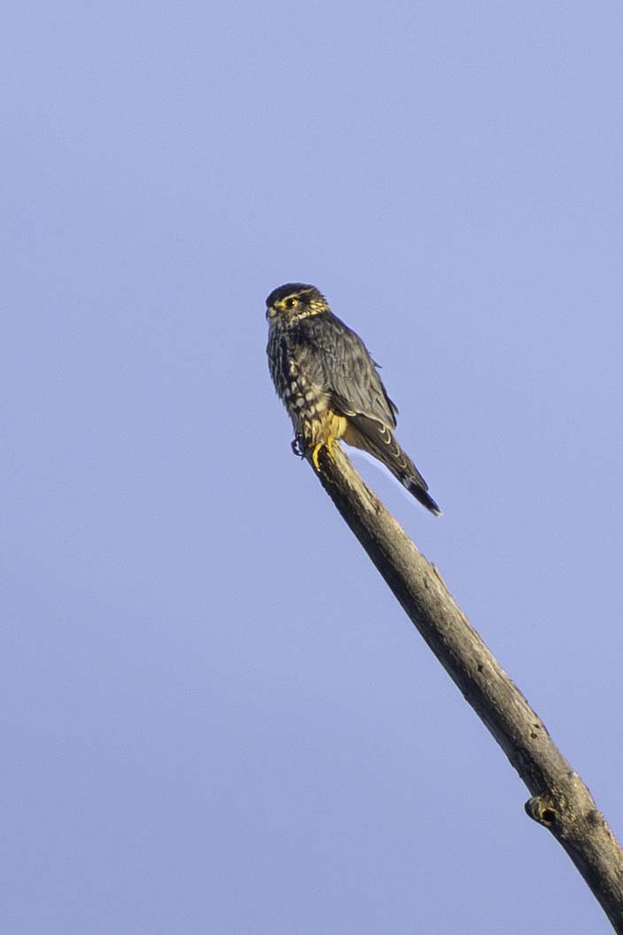 Merlin - ML646699017