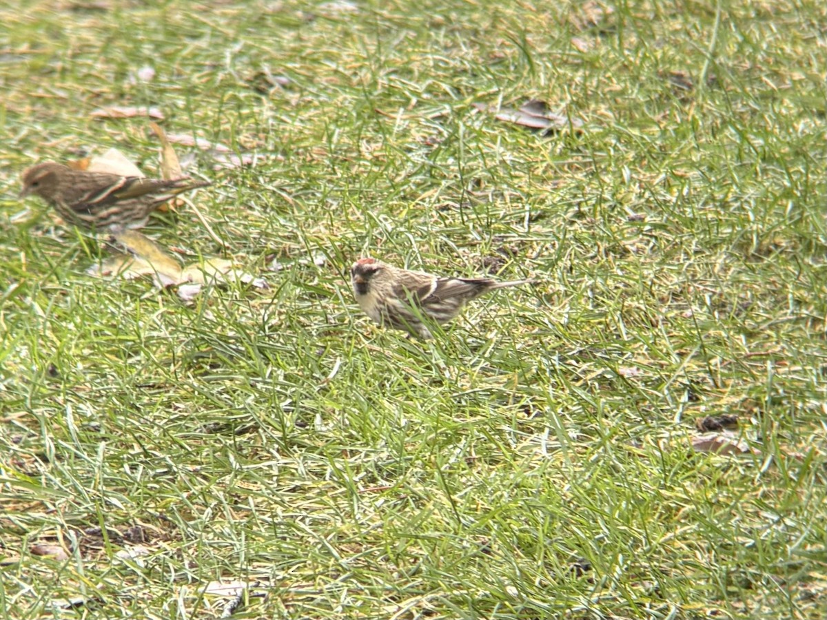 Redpoll (Common) - ML646699018