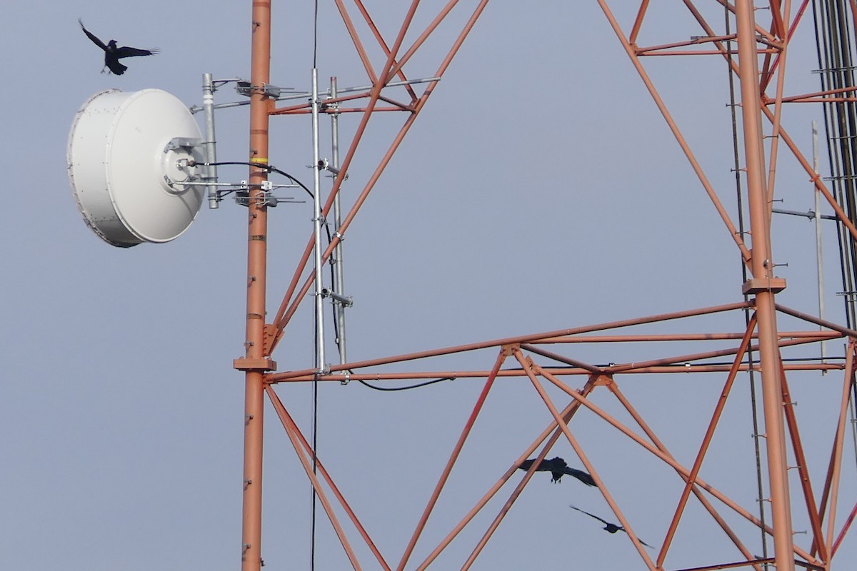 Common Raven - ML646699019