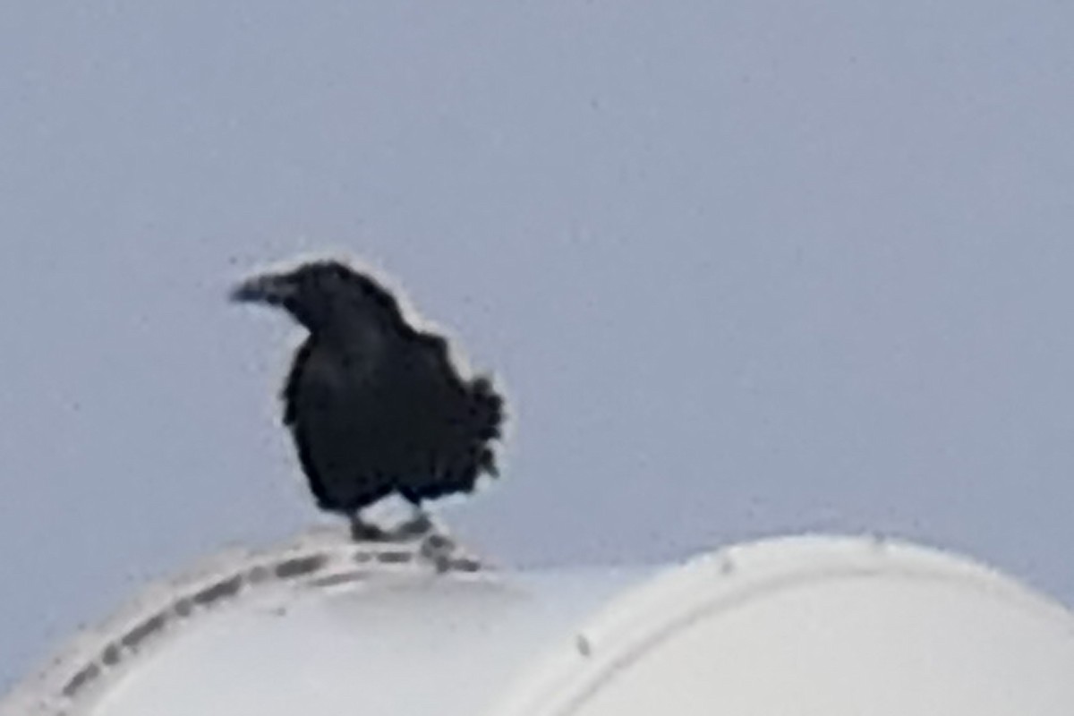 Common Raven - ML646699020