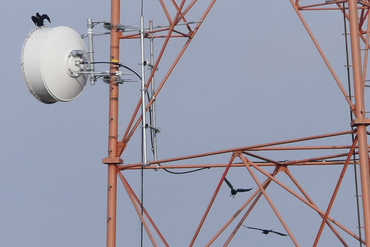 Common Raven - ML646699021