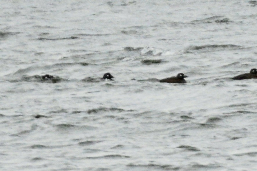White-winged Scoter - ML646699027