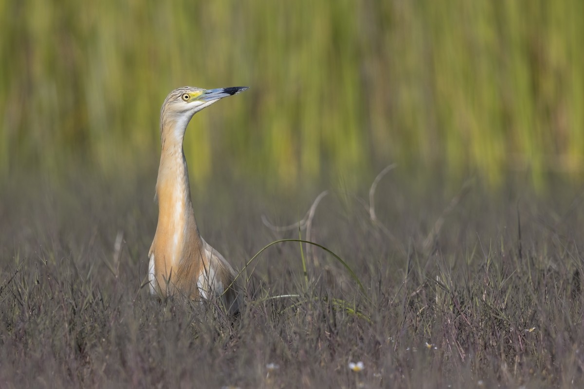 Squacco Heron - ML646699029