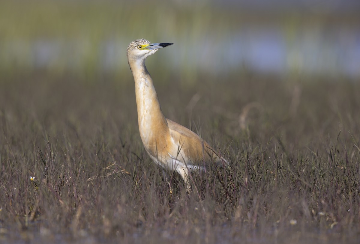 Squacco Heron - ML646699030