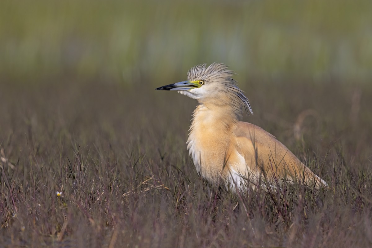 Squacco Heron - ML646699031