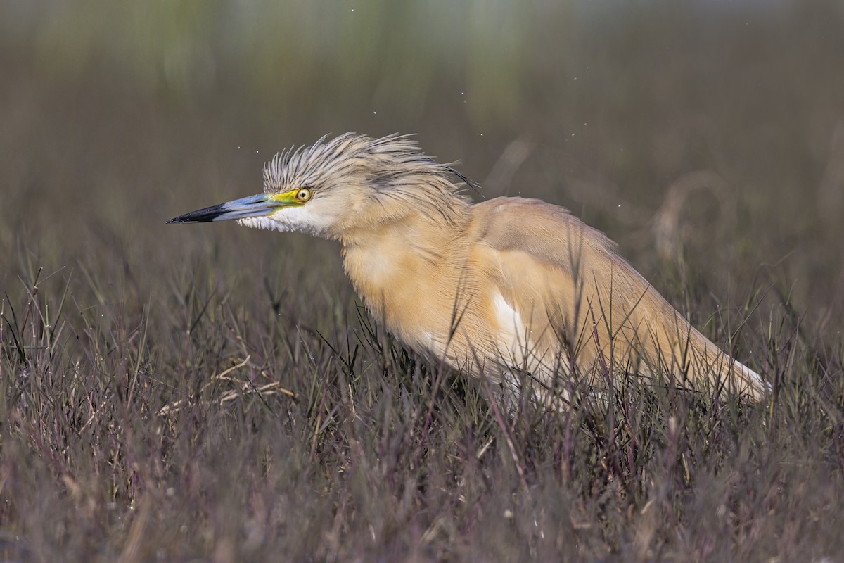 Squacco Heron - ML646699032