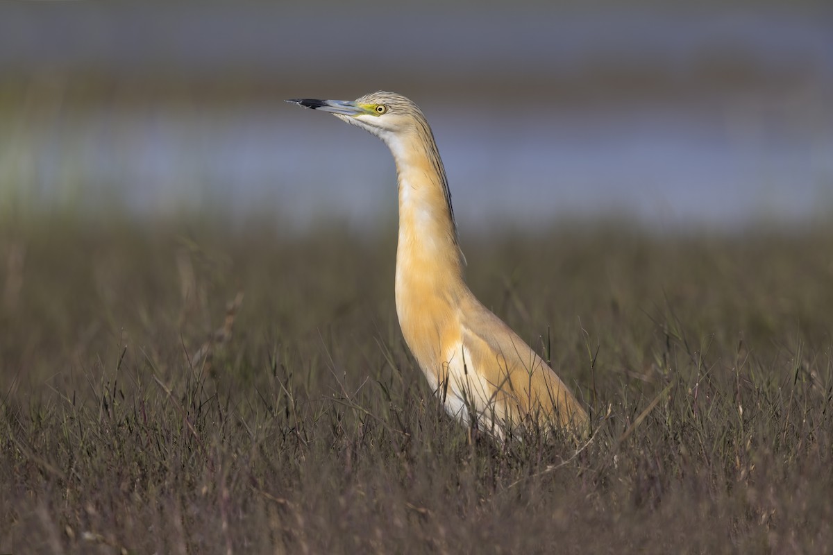 Squacco Heron - ML646699033