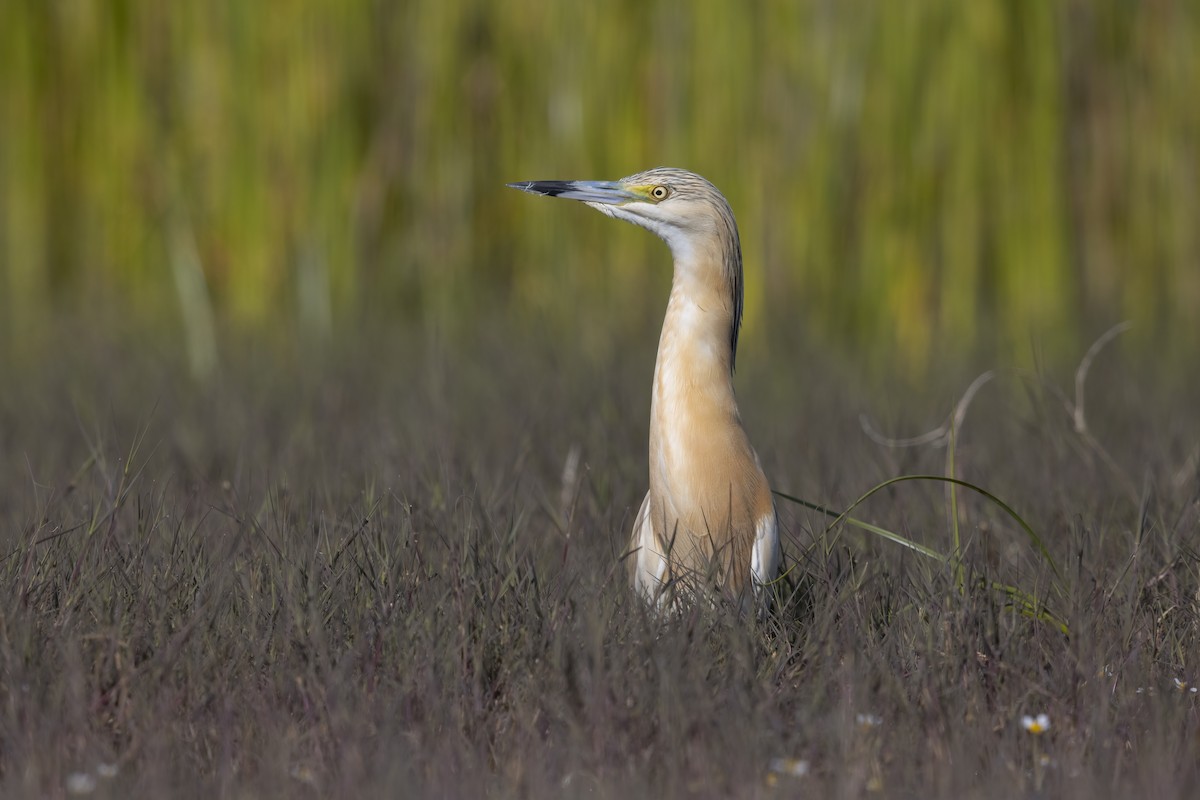 Squacco Heron - ML646699034