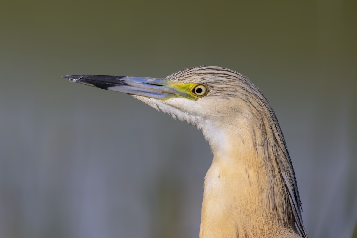 Squacco Heron - ML646699035