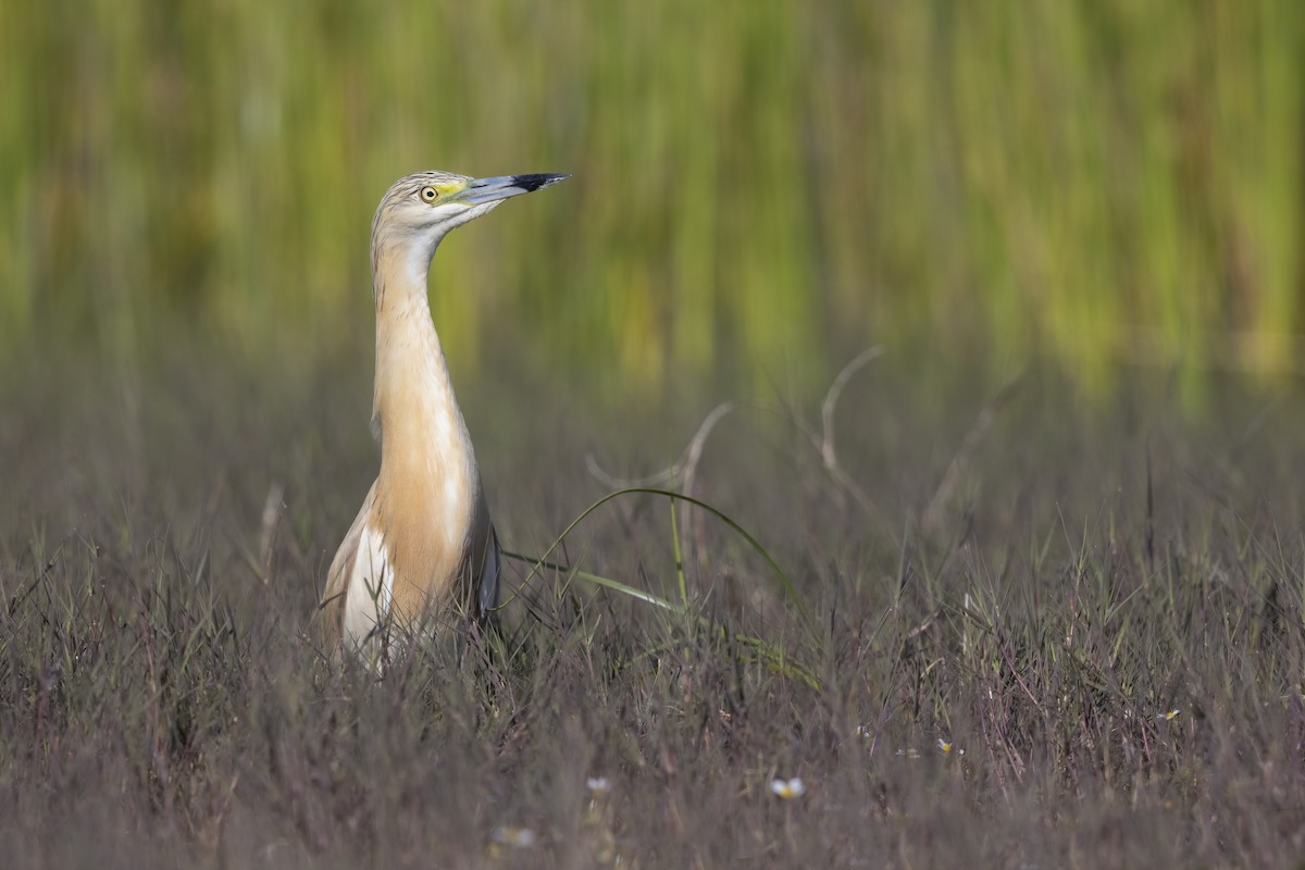 Squacco Heron - ML646699036