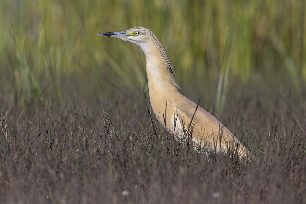 Squacco Heron - ML646699037