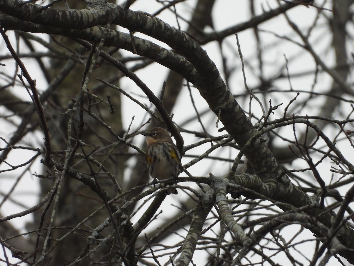 Yellow-rumped Warbler - ML646699038