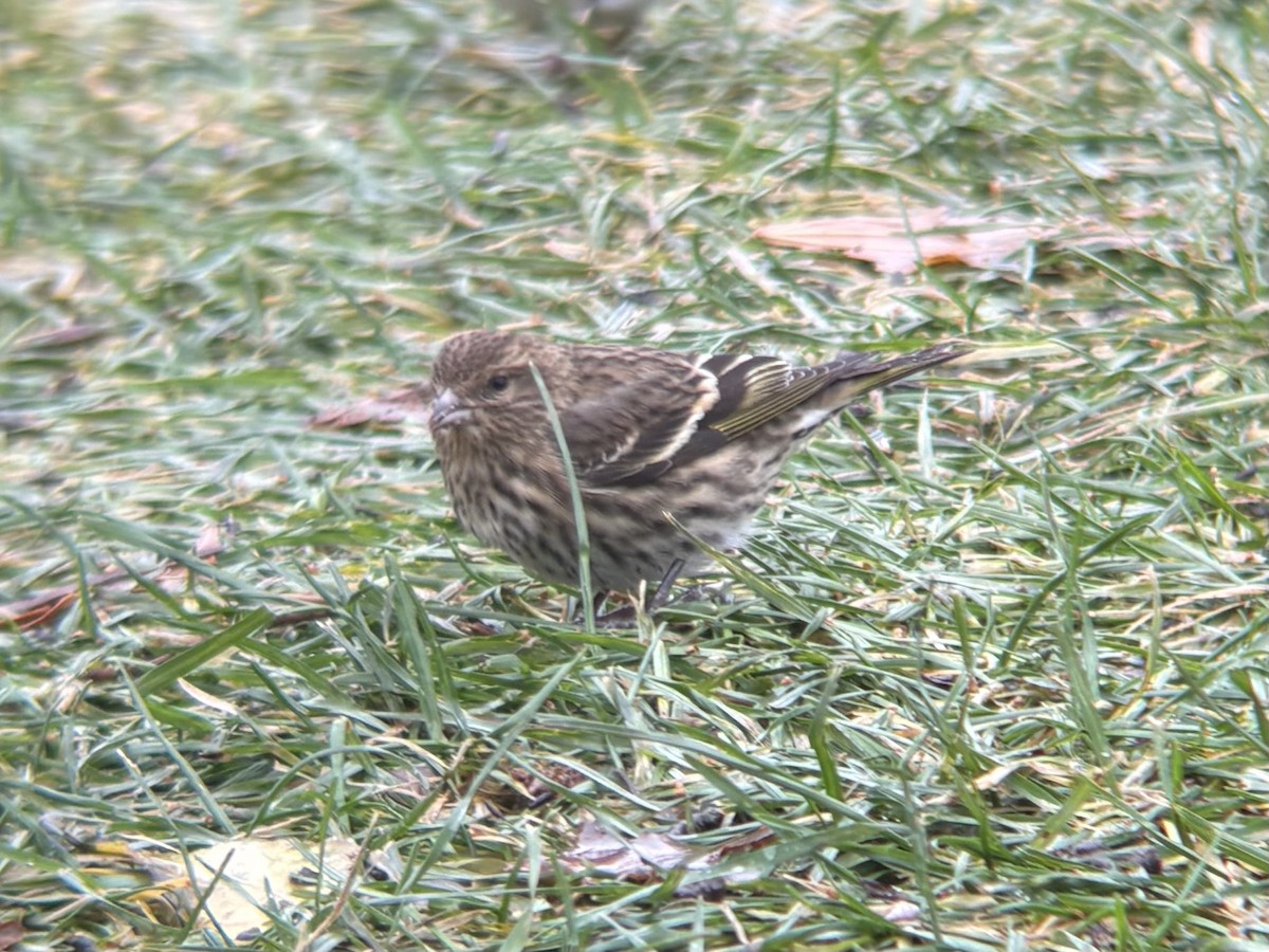 Сосновый чиж - ML646699039