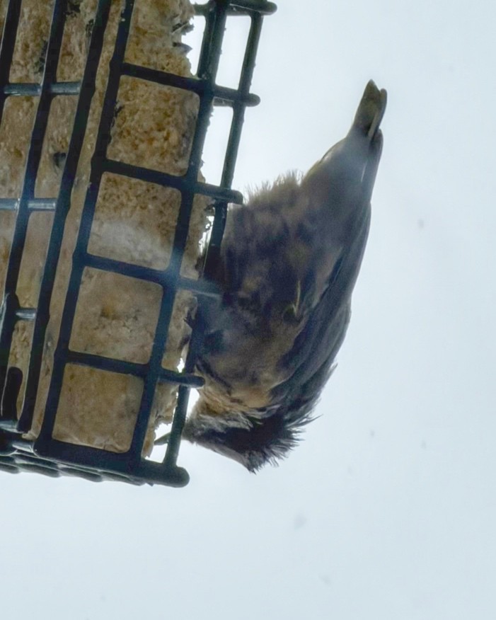 Red-breasted Nuthatch - ML646699040