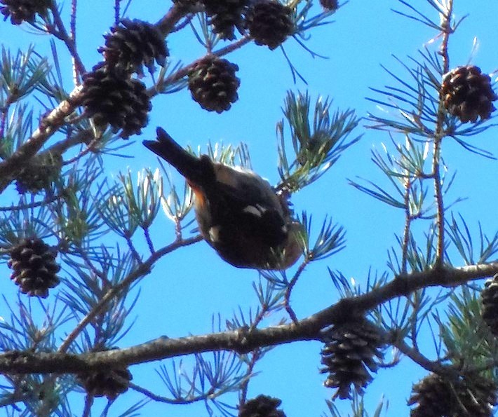 křivka bělokřídlá - ML646699041