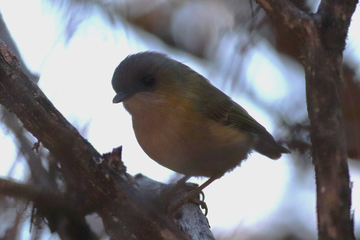 Green Shrike-Babbler - ML646699042