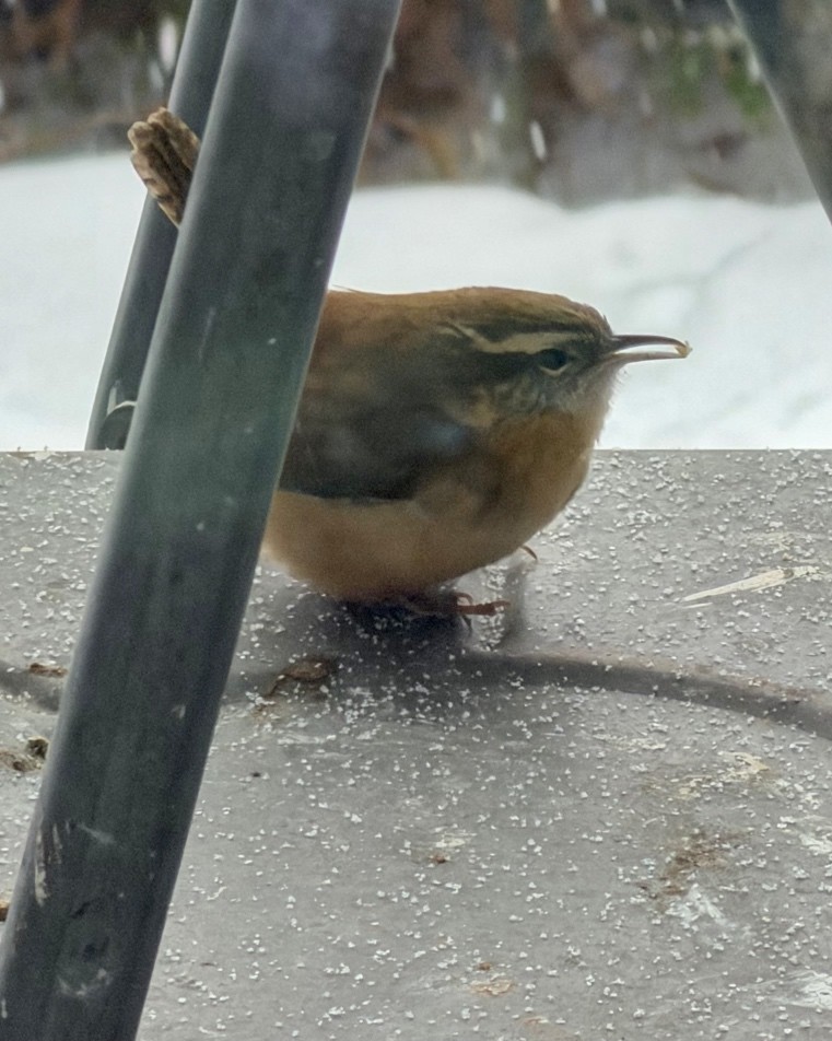 Carolina Wren - ML646699043