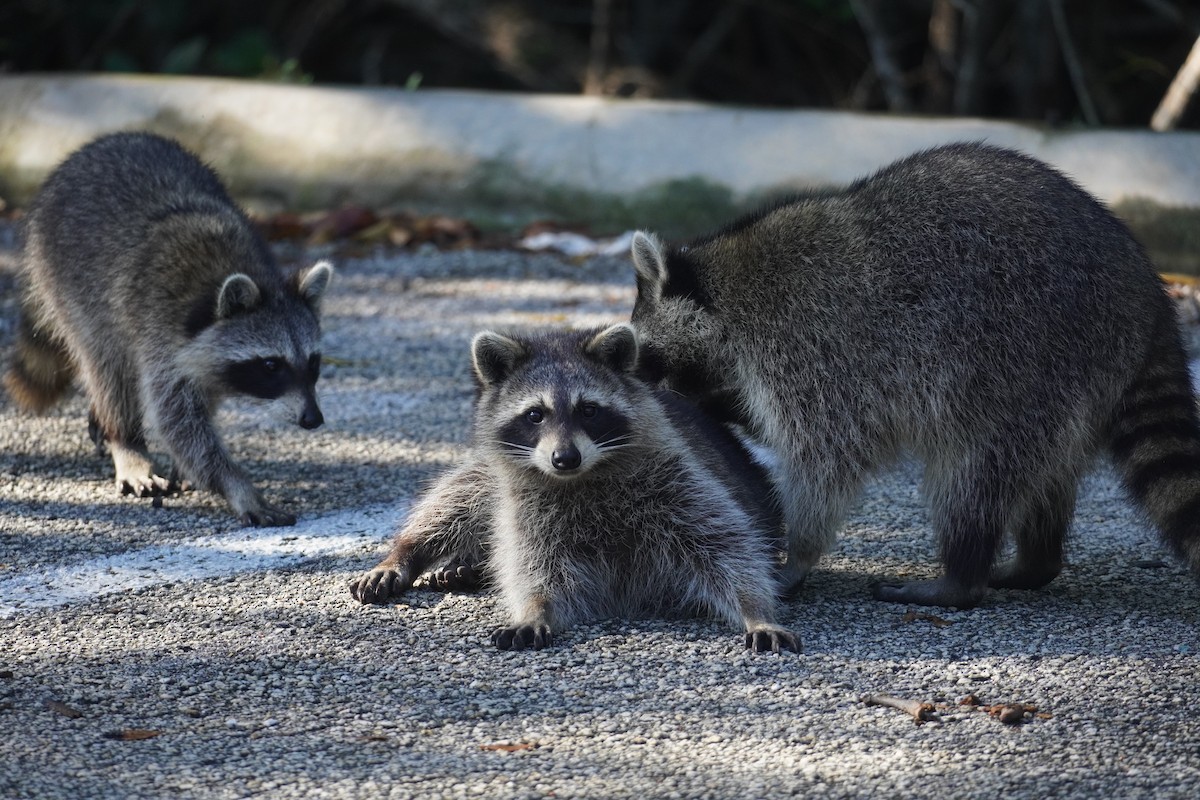 Florida Raccoon - ML646699044