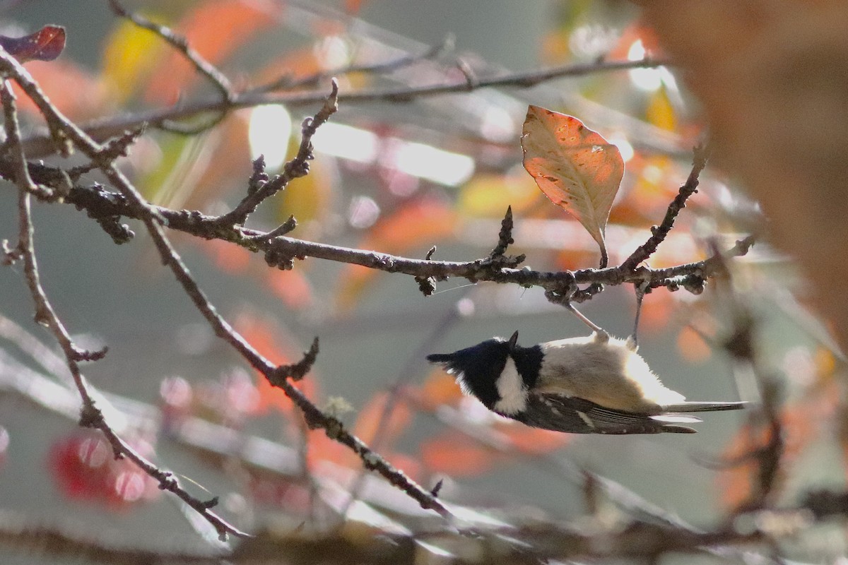 Coal Tit (Himalayan) - ML646699050
