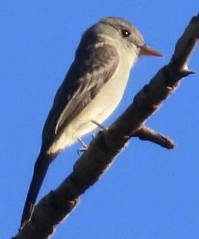 Greater Pewee - ML646699053