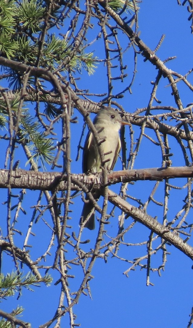 Greater Pewee - ML646699054