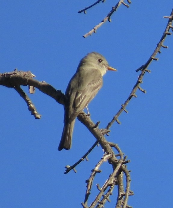 Greater Pewee - ML646699055