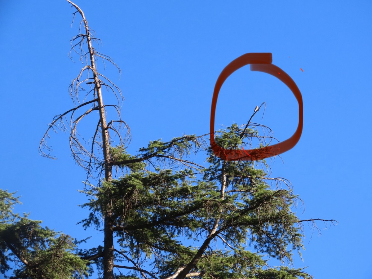 Greater Pewee - ML646699056