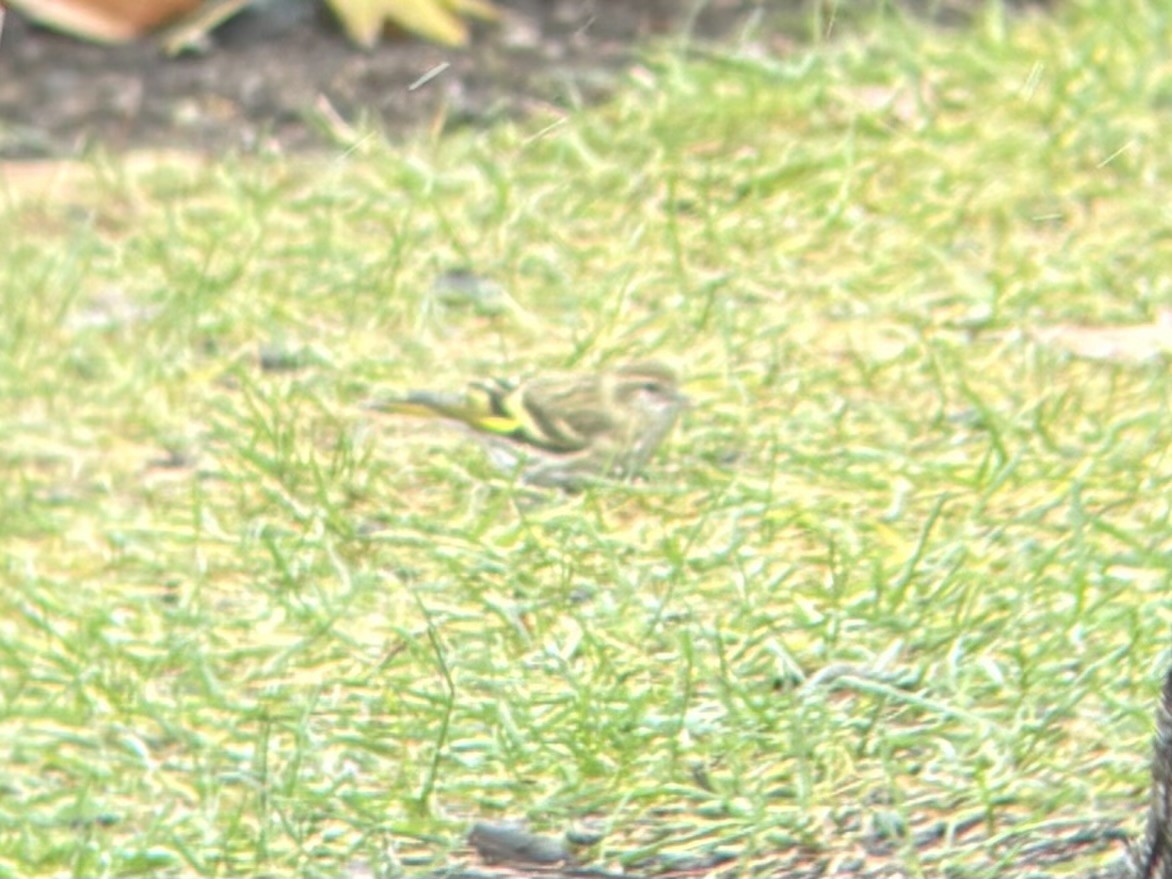 Сосновый чиж (green morph) - ML646699057