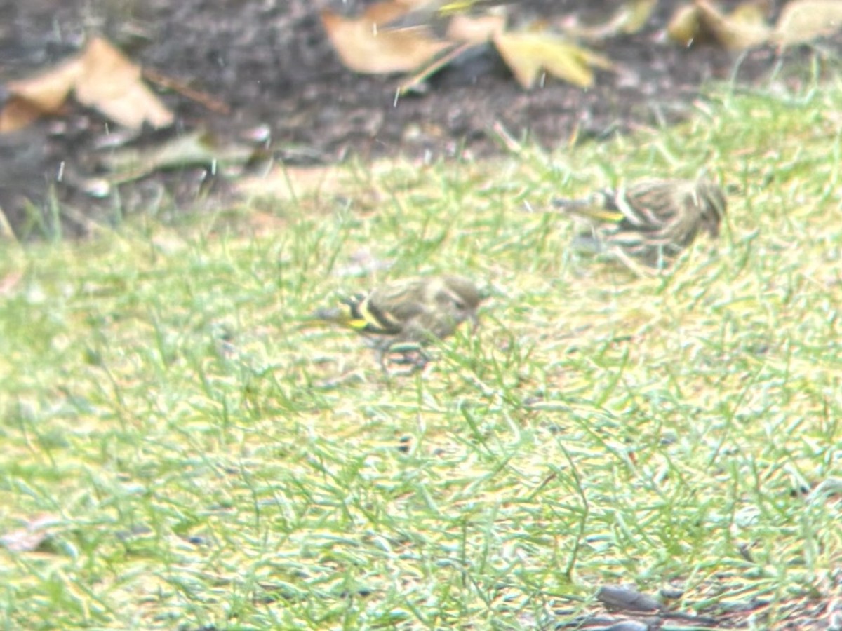 Сосновый чиж (green morph) - ML646699058