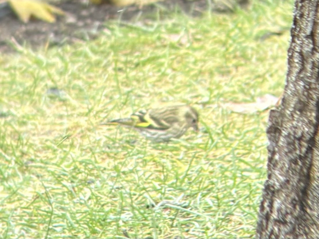 Сосновый чиж (green morph) - ML646699059