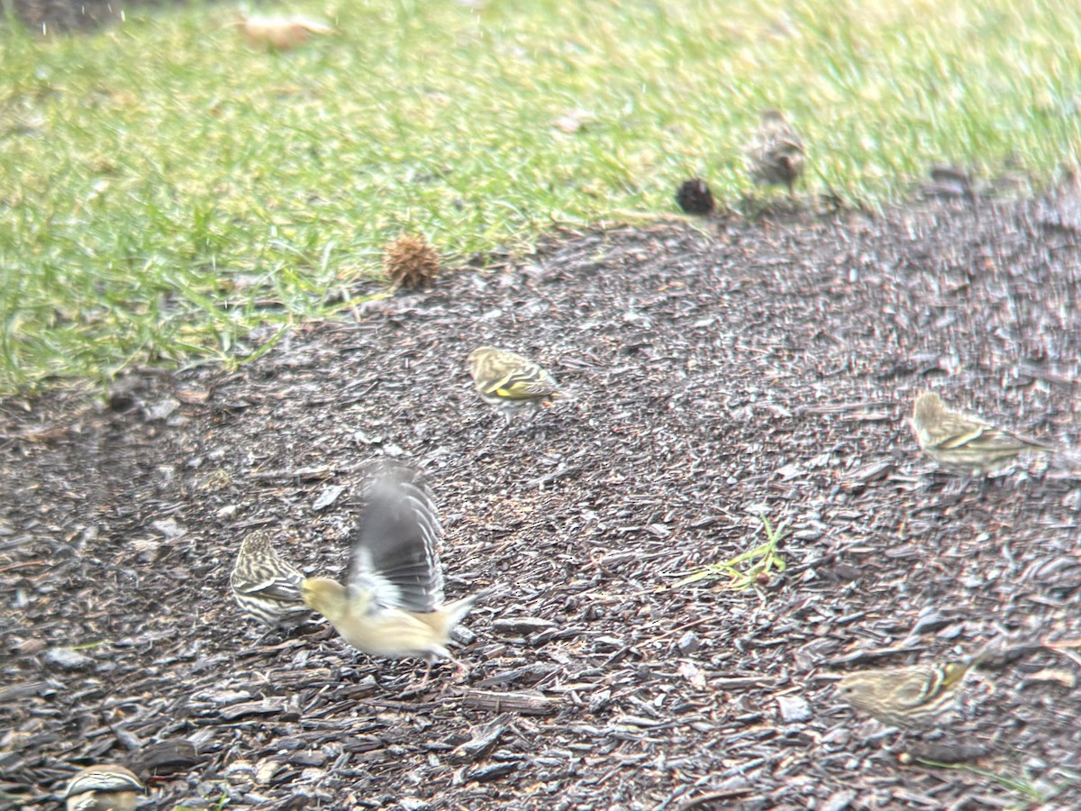 Сосновый чиж (green morph) - ML646699060