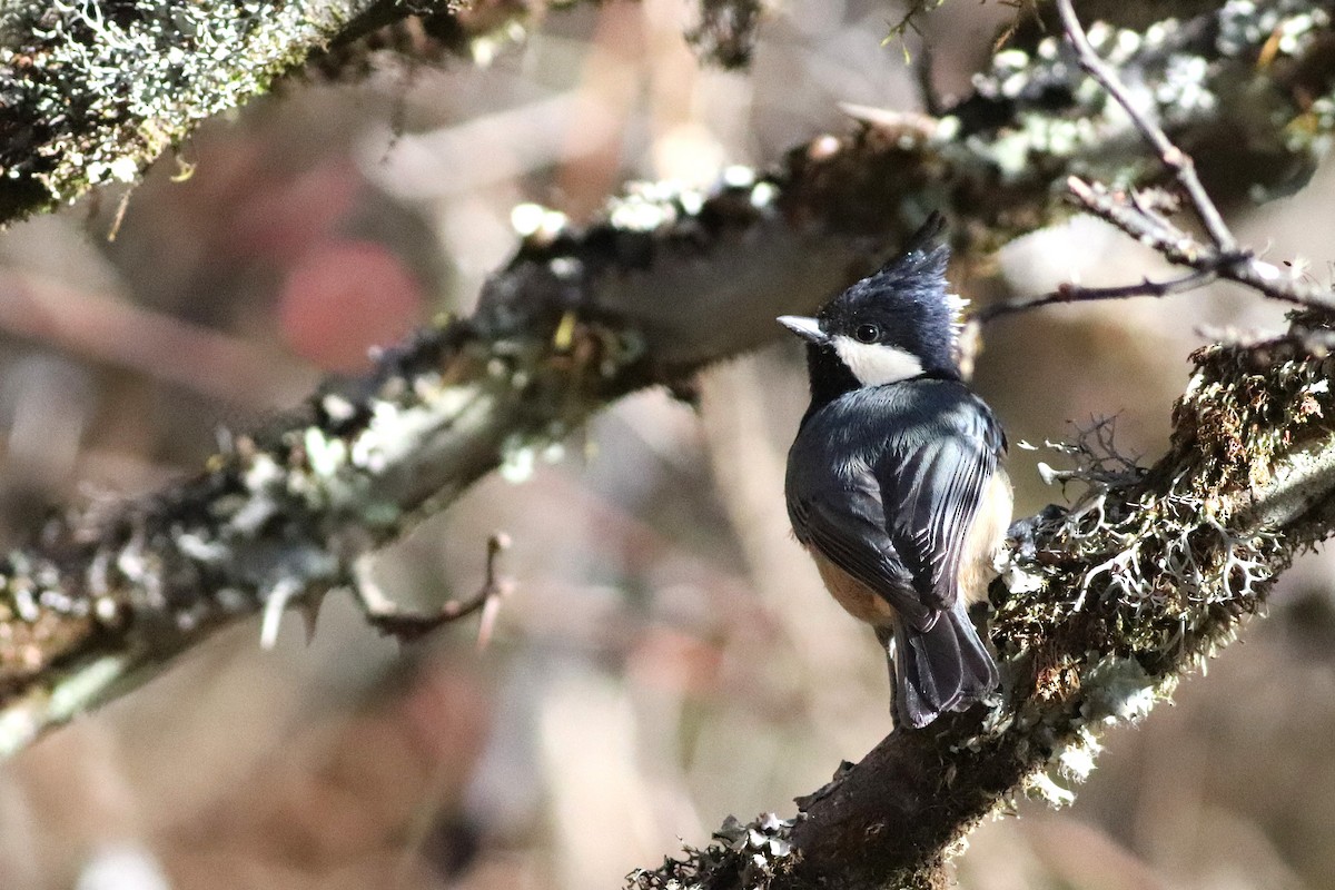 Rufous-vented Tit - ML646699061