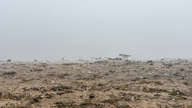 Baird's Sandpiper - ML646699062