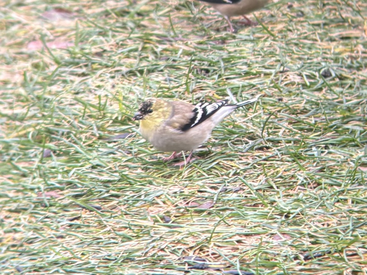 Американский чиж - ML646699063